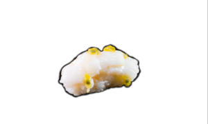 NIGIRI - Saint Jacques Passion